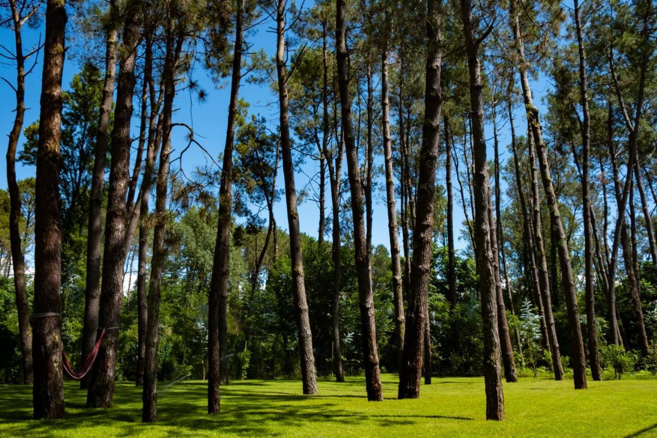 Buxus Hotel Shekvetili エクステリア 写真